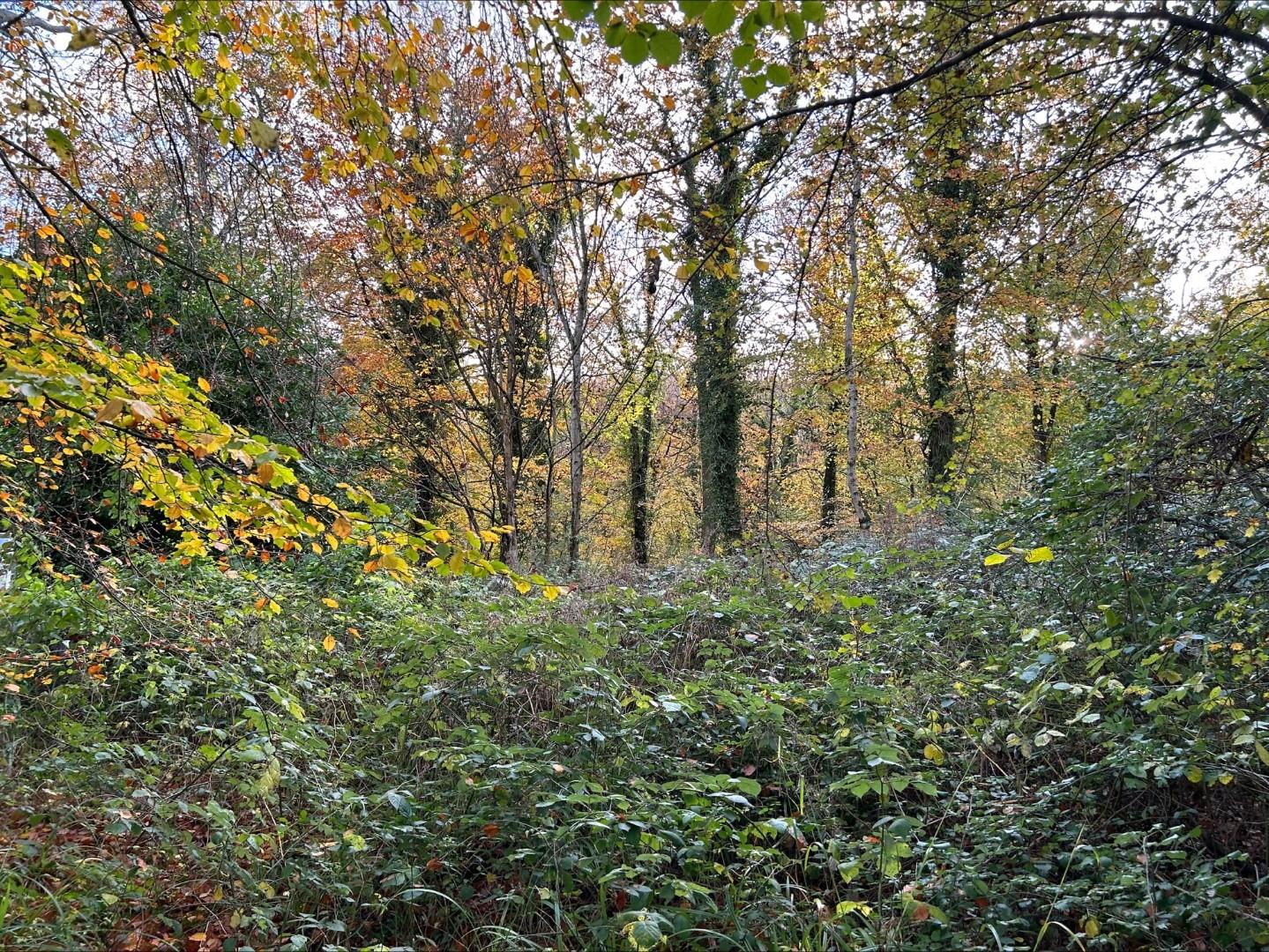 Approx. 21.23 acres of woodland at Langcross Wood, Leckwith Road, Landough